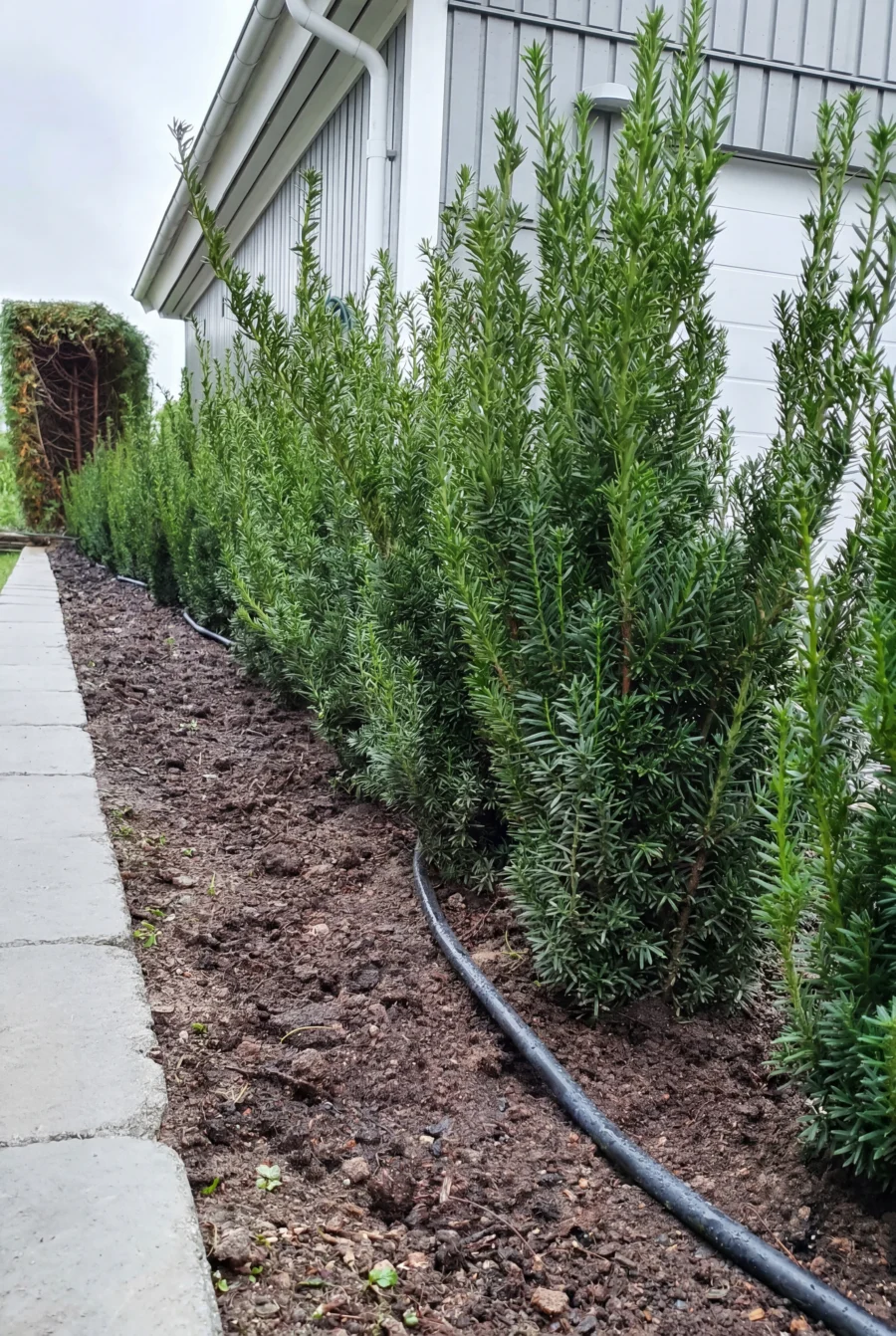 Hybrididegran Hillii Rotklump 60-100cm Budgetpack - Bild 2